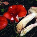 Russula clusii vs. suecica