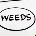Weeds [8x 05, 8x 06 & 8x 07]