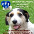 Chien godronné et cervol'ancre (MAP) 
