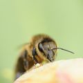 APIDES(abeilles)