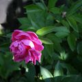 une pivoine se cache