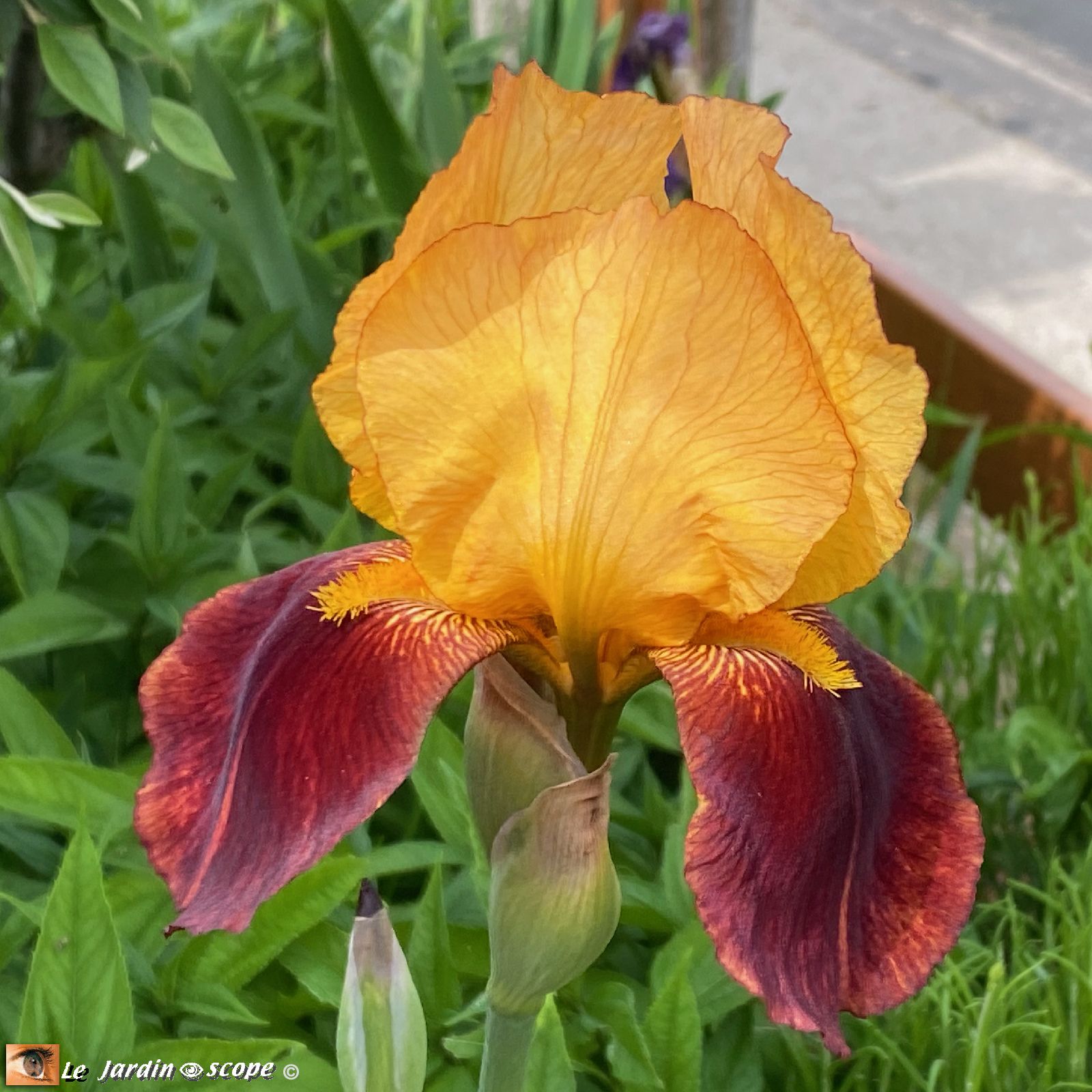 Iris Flamenco