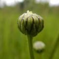 Leucanthemum vulgare Lam., 1779 