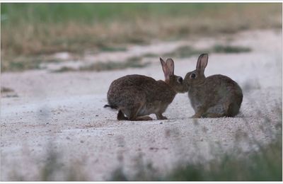 Lapins calins du matin