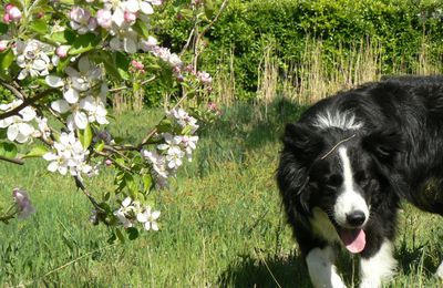 Meiko - Male Border Collie