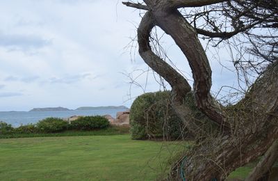 Un Tour d'île Renote à Trégastel (Côtes d'Armor) le 31 décembre 2024 (1)
