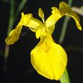 L'iris jaune ou l'iris des marais