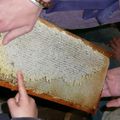 L'atelier "miel" à la ferme de Gally