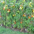 tomates BIO du jardin