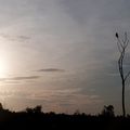 Safari au parc national de Uda Walawe au Sri Lanka