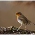 Rougegorge - erithacus rubecula