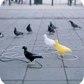 Des pigeons à Paris ...