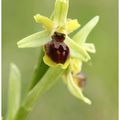 Ophrys araneola 2016