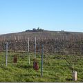 Dans les vignes champenoises