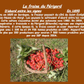 la fraise du Périgord, en 1895