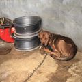 Tigra, chien abandonné, attaché sans eau ni nourriture après le déménagement de ses propriétaires à Petit Bourg, sauvé 