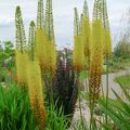 Eremurus Stenophylus