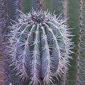 Marrakech - Jardin Majorelle - Piquant 1, 2, 3 et 4