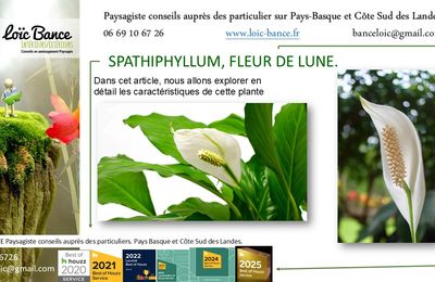 👨‍🌾 le Spathiphyllum. Fleur de lune. Plante dépolluante par Paysagiste pays Basque et Sud des Landes: