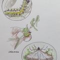 ♥La pyrale du buis et sa chenille