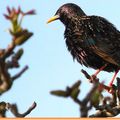 Tout là-haut sur le noyer il pleut , l'Etourneau sansonnet ( Sturnus vulgaris ) secoue ses plumes