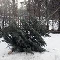 O dehors, un sapin dénudé et un froid glacial... 