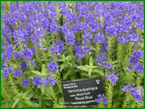 Les jardins d'Harlow Carr Yorkshire Angleterre 2/2