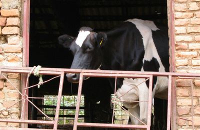IV. Les vaches et la politique L'agriculture