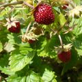 Fraises des bois!