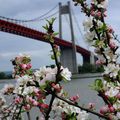 pont de tancarville et fleurs de pommier 