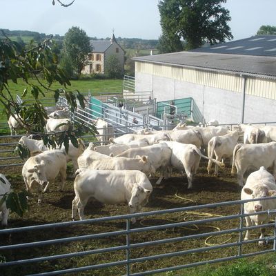 Installation d'un couloir de contention fixe 