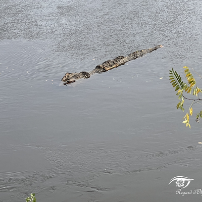 Crocodile de Dordogne...
