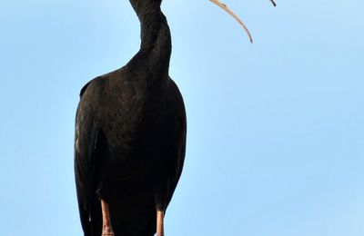 Ibis à face nue (Phimosus infuscatus)