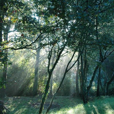 "Colchique dans les prés.....c'est la fin de