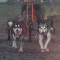 Malamutes d'Alaska en course sur terre