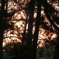 Coucher de soleil dans les pins