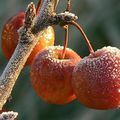 Fruits bien conservés!