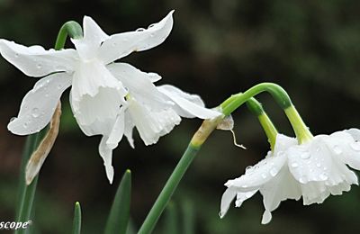 Les larmes du ciel magnifient ces narcisses immaculés...