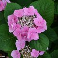 Un hortensia de jardin à fleurs plates virant au rose !