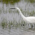 Aigrette garzette