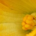 Courgette