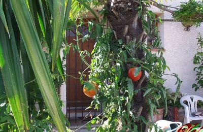 Des tomates qui poussent sur un palmier.