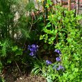 Bergamote dans son jardin