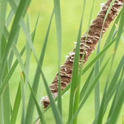 La Minute Biodiversité