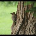 Jeune écureuil