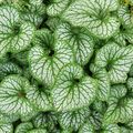 Son feuillage vert argenté couvre joliment le sol