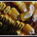 grains de maïs- 02-03-22