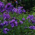 Phlox paniculata 'Blue Paradise'