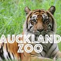 Visite du ZOO et du TEMPLE d'Auckland !