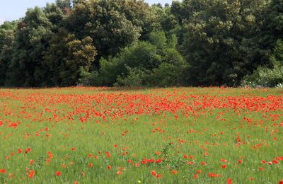 LES COQUELICOTS